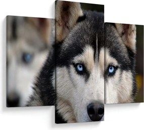Husky kutya kép (90x60 cm)
