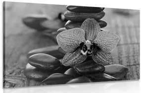 Kép orchidea és zen kövekl fekete fehérben