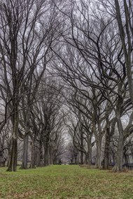 Poszter 61x91,5cm Fasorok a Central Parkban, Assaf Frank