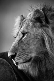Művészeti fotózás Mono close-up of male lion looking left, nicholas_dale, (26.7 x 40 cm)