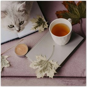 Poszterek 70x70 Cica Cicák