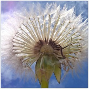 Poszterek 100x100 Pitypang Virág Virágok