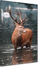 Vászonkép 80x120 Szarvas felszarvazott