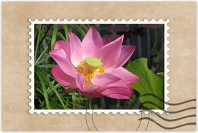 Poszterek 90x60 Lótusz Lótuszvirág