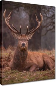 Vászonkép 30x40 Szarvas felszarvazott