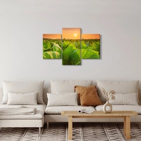 Kép - Mező (90x60 cm)