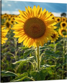 Vászonkép Botanika Napraforgó a mezőn 80x100