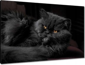 Vászonkép 90x60 Cica Cicák