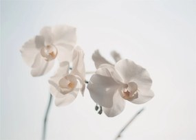 Fehér orchidea képe (üvegen) (70x50 cm)