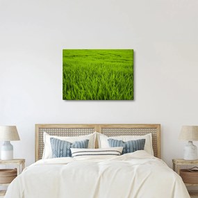 A fű képe (70x50 cm)