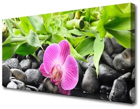 Vászonkép Orchidea virágok Plant 125x50 cm