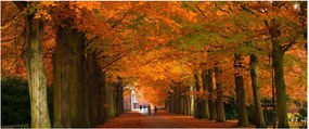 Kép - A Avenue of fák ősszel (120x50 cm)