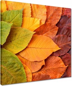 Vászonkép 40x40 Őszi színes levelek Levelek az ősz színeiben