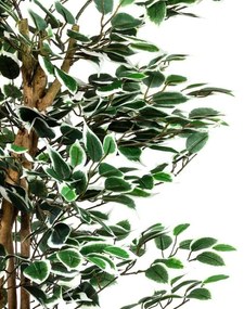 PLANTASIA Műnövény fikusz 160 cm