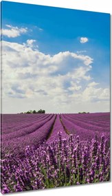 Vászonkép 80x120 Levendulamező Levendula