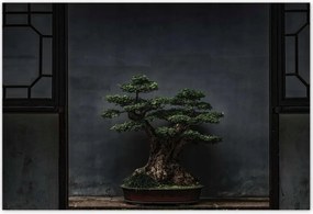 Poszterek 200x135 Bonsai Fa Kultúra