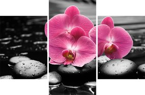 Kép - Rózsaszín orchideák (90x60 cm)