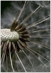 Poszterek 70x100 Pitypang belülről