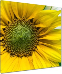 Vászonkép 90x90 Napraforgó Virág