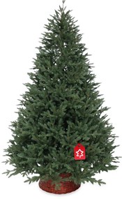 Kanadai lucfenyő 100 % 150 cm