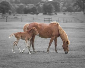 Poszter 76x60,5cm Ló és csikó, Assaf Frank