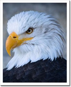 Poszter keretben 40x50 Sas sas szem Csőr