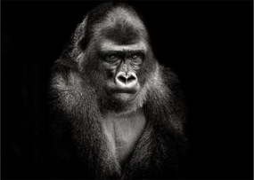 Üveg kép - Gorilla (70x50 cm)