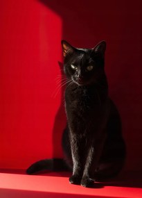 Poszter 39,5x55cm Elegancia az årnyékban