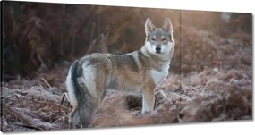 Vászonkép 60x30 A farkasfalka vezetője