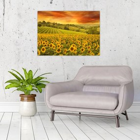 Üveg kép - Napraforgó mező (70x50 cm)