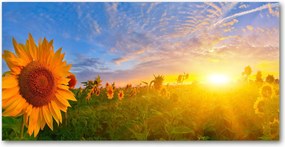 Fotó üvegkép Napraforgó mező 140x70