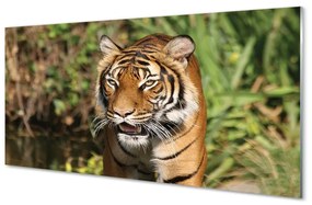 Üvegképek tiger woods 100x50 cm