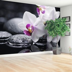 Fotótapéta Orchidea 104x70 cm