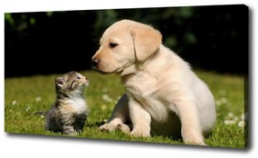 Vászonkép Kutya és macska a réten oc-38411802
