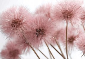 Fotótapéta rózsaszín bolyhos virágok fali dekoráció pasztell rózsaszín fehér