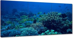Képek 180x90 Laguna Korallok Ocean