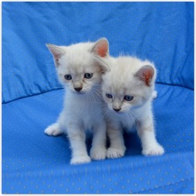 Fotótapéta flizelina 208x208 Aranyos cicák Cicák