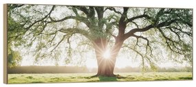 Kép 150x60 cm Tree in the Sun