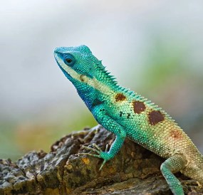 Fotográfia Blue iguana in the nature, dangphoto2517