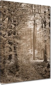 Vászonkép 70x100 Erdő szépia színben