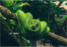 Fotótapéta levelek kígyó dzsungel fotótapéta 208 x