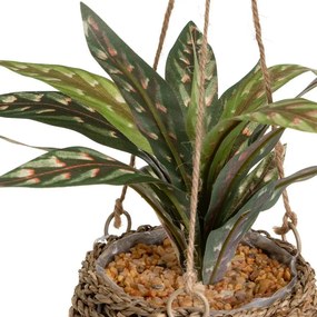 Műnövény (magasság 25 cm) – Casa Selección