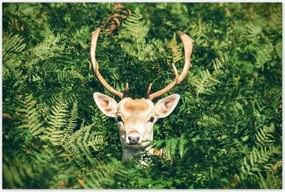 Poszterek 120x80 Szarvas felszarvazott