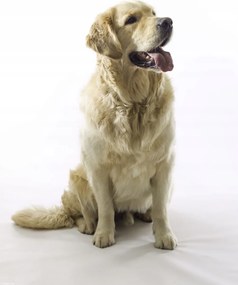 Poszter 30x40cm Golden Retriever, fehér alapon, Assaf Frank