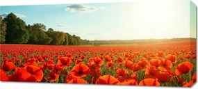 Vászonkép 90x40cm Hálószoba Nappaliba Pipacsok Panoráma