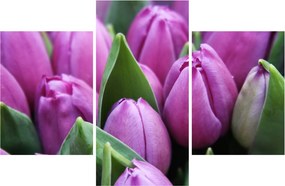 Kép - tulipánok (90x60 cm)