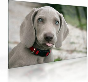 Kép - weimaraner kölyökkutya (üvegen) (70x50 cm)