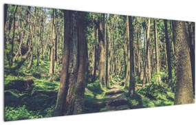 Kép egy út a fák között (120x50 cm)
