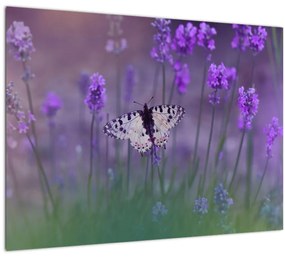 Kép - Pillangó a levendulán (üvegen) (70x50 cm)