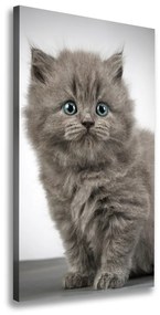 Vászonkép Gray brit macska ocv-66248272